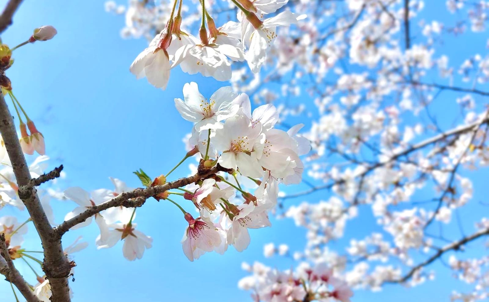 小田原の桜