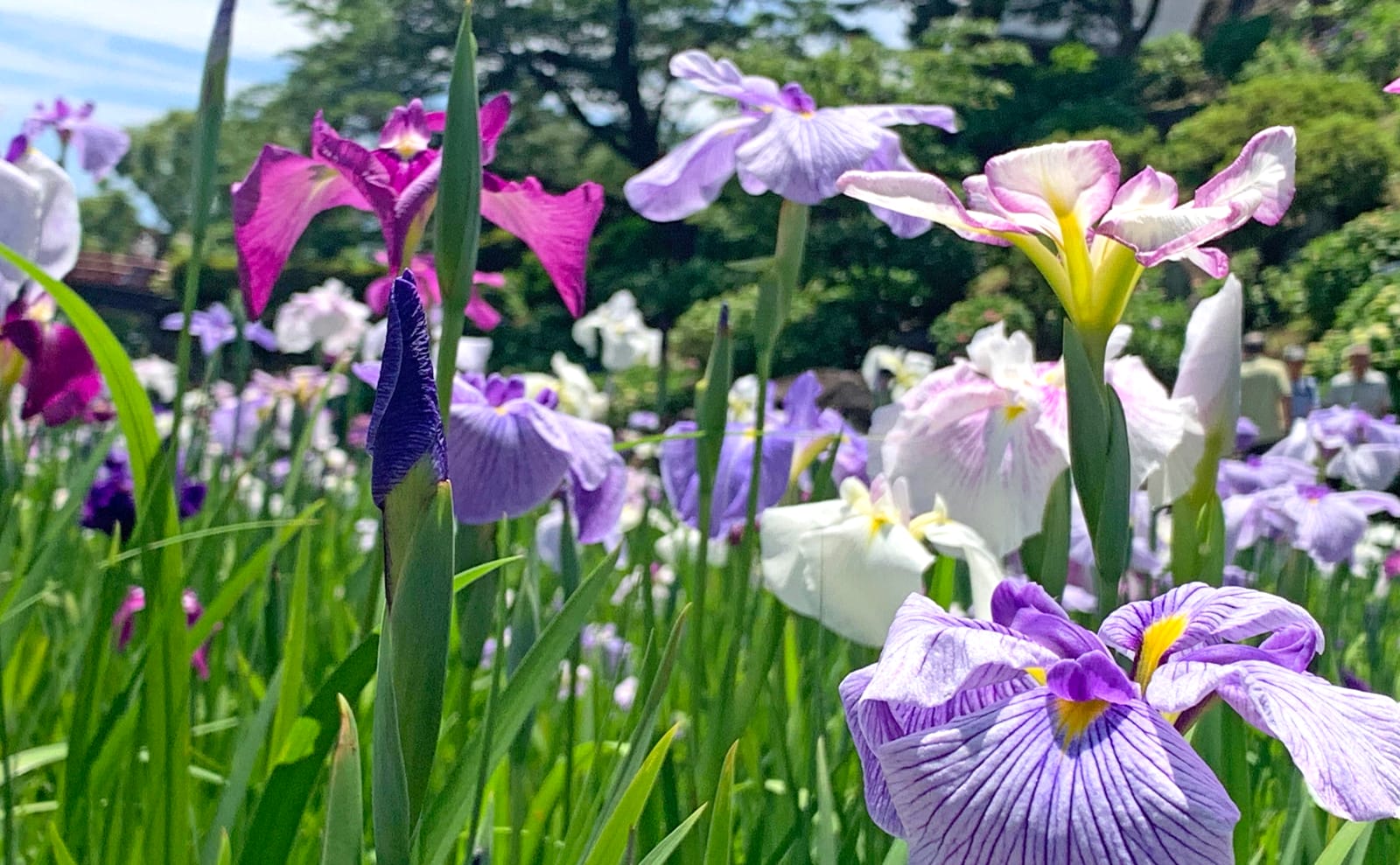 花菖蒲