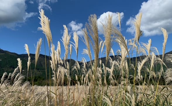 箱根のすすき野原