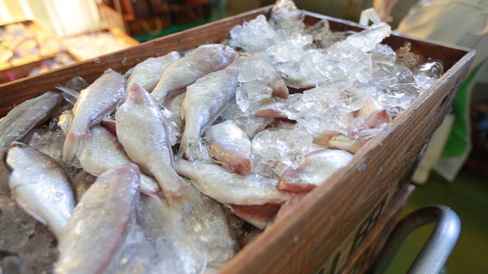 The prized white croaker, a key ingredient in premium kamaboko