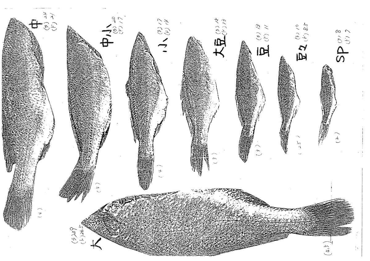 White Croaker Size Classification